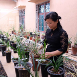 心若兰兮终不移！汨罗江畔的“兰花西施”
