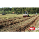 农民播种施肥忙，汨罗计划种植秋冬作物32万亩