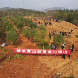 春风又绿巴陵城 岳阳楼区开展植树节活动