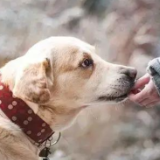要办理犬证啦！这份办理流程请收好！