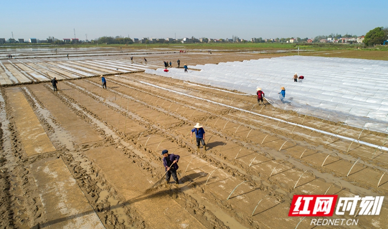 今年湘阴计划早稻集中育秧面积10万亩以上，目前已翻耕秧田6800亩，完成早稻播种育秧6000亩，可覆盖大田19.4万亩。