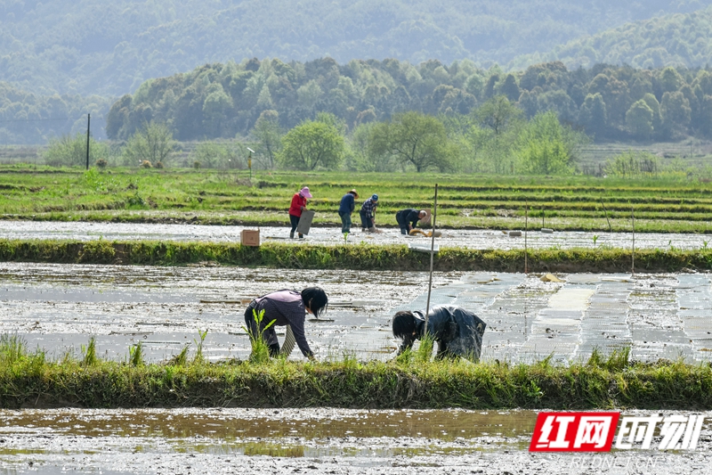 湘阴县各乡镇（街道）的农户积极投入早稻集中播种育秧，田间地头一派热火朝天的春耕景象。