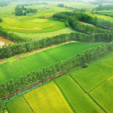 华容稻获国家地理证明商标 家乡美味走向世界