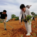 我为群众办实事 | 湘阴县六塘乡:用“艾”铺就群众致富路