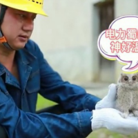 “萌宠救助记”：国网岳阳供电公司成功救助国家二级保护动物领角鸮