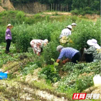 走进乡村看小康 | 湖南省岳阳县毛田镇打造特色产业全产业链 小艾草点亮致富梦