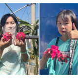 新洲村的火龙果更甜了!