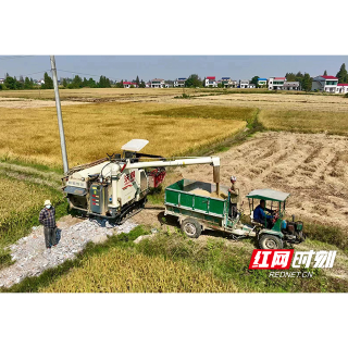 湘阴：大旱之下保稳产 秋收时节迎丰收