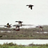 汨罗江湿地迎来首批越冬候鸟：落雁滩，万羽飞