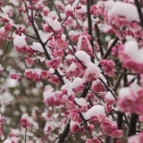 组图｜岳阳：梅花先趁春色开 踏雪寻梅正当时