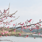 视频 | 春光里，一起去岳阳南湖赏梅阁赏梅去！
