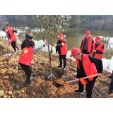 屈原：参加义务植树活动