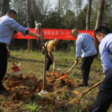 税务蓝 生态绿 党建红 ——新港区税务局联合华能社区开展义务植树活动