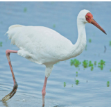 视频海报丨看！保护名录中的野生鸟儿在湘阴横岭湖撒欢