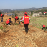 不负春光植树忙 君山应急管理局开展义务植树活动