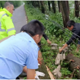 屈原管理区：雷雨大风下，安全出行有保障