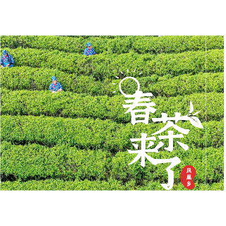 海报｜春茶来了