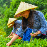 茶香萦绕天车岭 高手对决白石园 岳阳市第三届黄茶制茶师大赛在白石茶园开幕