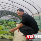 点赞种粮大户的立体种养试验大棚 用6分大棚考出100分的成绩