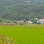 岳阳汨罗市序贤村：“三聚焦” 奏响乡村振兴“三重唱”