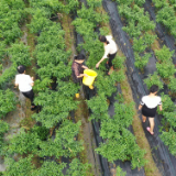 屈原管理区凤凰乡村级集体经济“消薄清零” 践行乡村振兴