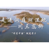 科普视频丨湿地保护法实施日 带你了解洞庭湖湿地“卫士”川三蕊柳