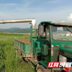 岳阳县张谷英镇：开镰”收割不见镰  稻穗飘香“机”在忙