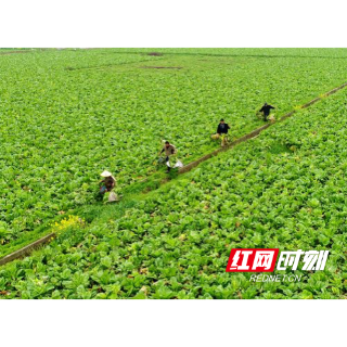 华容：“中国芥菜之乡”突围路上的“税收温度”