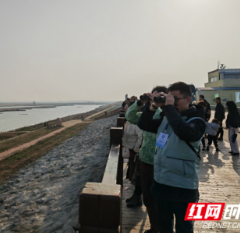 岳阳：东洞庭湖自然保护区飞鸟翔集 千鸣百啭 