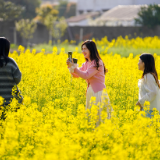 春风暖 花正俏 屈原管理区4万亩油菜花艳丽争春