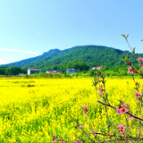 海报 | 岳阳经开区：“美丽经济”扮靓乡村振兴路