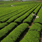 洞庭春茶免费送！5月9日湖南岳阳“茶绿樱花红·洞庭春”茶文化节隆重开幕！