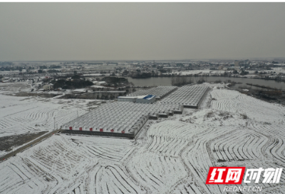 屈原管理区：大雪来袭，羊肚菌防寒保暖“有妙招”