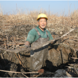 新春走基层｜君山：湖藕喜丰收 新春采摘忙