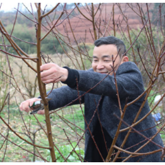 新春走基层·小镇青年丨刘志新：荒山种出致富果