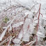 湘阴：低温雨雪冰冻灾害应急响应提升至Ⅲ级