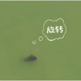 视频 | 江豚在岳阳献上春日里第一场“华尔兹”