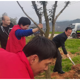 华容县东山镇开展义务植树活动——“植”此青绿 扮靓东山