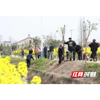 华容县政协：携手友谊村 同心共植“友谊林”