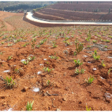 汨罗西长：扩栽300亩栀子花 打造助农增收产业
