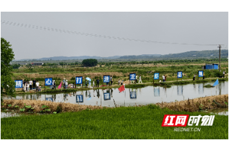 钓龙虾、品龙虾、忆知青岁月……千人共赴临湘中山湖龙虾盛宴