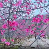 相约2025·共赴旅发盛会丨岳阳临湘：桃花岛上“醉”桃花
