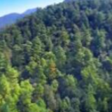 生态防护跨省协作：湘鄂签订重大林业有害生物联防联治协议