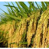 隆平高科一季度净利润预计1700至2550万 行业复苏通道开启