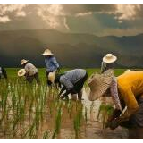 【地评线】飞天网评：让每份锄禾之苦都能“上云用数”