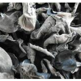 小小木耳生金玉