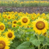 今日入伏丨愿你安然度夏！