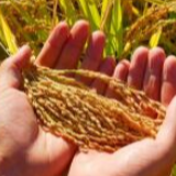 有的100斤稻谷只出30多斤精米！过度加工导致粮食损耗严重