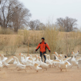 甘肃古浪县八步沙林场：发扬当代愚公精神 把“沙窝窝”变成“金窝窝”