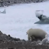 首次拍到！海洋冰层减少 北极熊捕食驯鹿